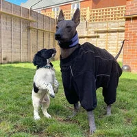 Halloween Ghosts Puppy/Small Dog Collar 3