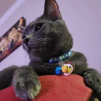 Ducks Farm Animal Inspired Cat Collar 4