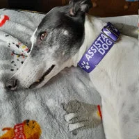Assistance Dog Collar - Handmade in the UK 12