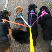Multiple Dog Walking Lead - Adjustable for Each Dog 19
