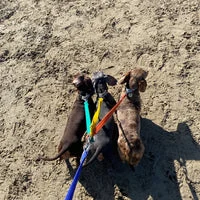 Multiple Dog Walking Lead - Adjustable for Each Dog 18