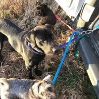 Multiple Dog Walking Lead - Adjustable for Each Dog 17
