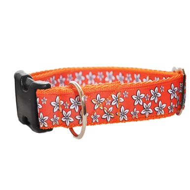 Orange Daisy Flowers Dog Collar