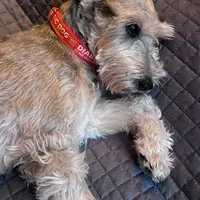 Diabetic Medical Alert Dog Collar 7