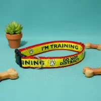 I'm Training Do Not Distract Alert Dog Collar 1