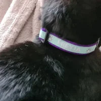 Personalised Name Cat Collar 10