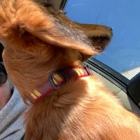 Wizard Houses Dog Collar - Handmade for Puppies & Small Dogs 8