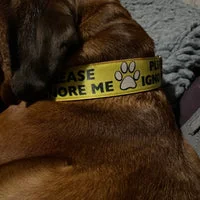 Please Ignore - Support Alert Dog Collar 14