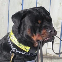 Please Ignore - Support Alert Dog Collar 13