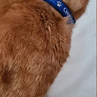 Personalised Cat Collar with Chipped Status 16