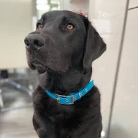 Blue Lagoon Biothane Waterproof Dog Collar 5