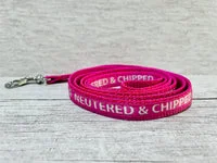 Microchipped - Allergies - Neutered Puppy/Small Dog Collar 6