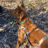 Custom Personalised Print Ribbon for Dog Collars 16