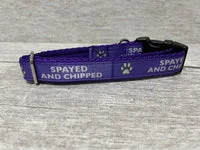 Spayed and Chipped Alert Dog Collar 14