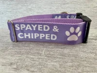 Spayed and Chipped Alert Dog Collar 12
