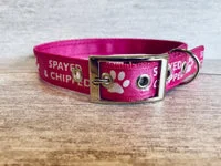 Spayed and Chipped Alert Dog Collar 3